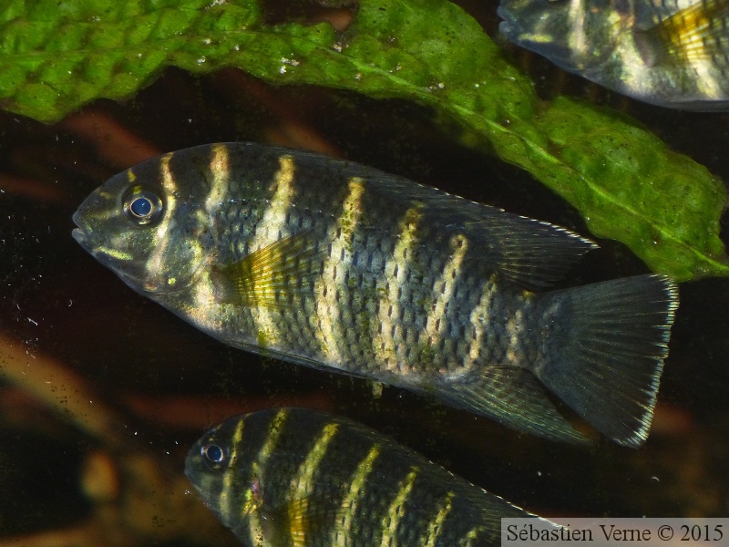 Coelotilapia joka, subadulte