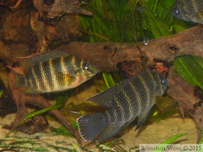 Coelotilapia joka