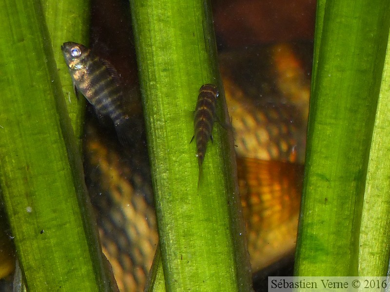 Coelotilapia joka, juvéniles