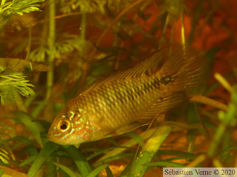 Apistogramma borelli "Paraguay" mâle