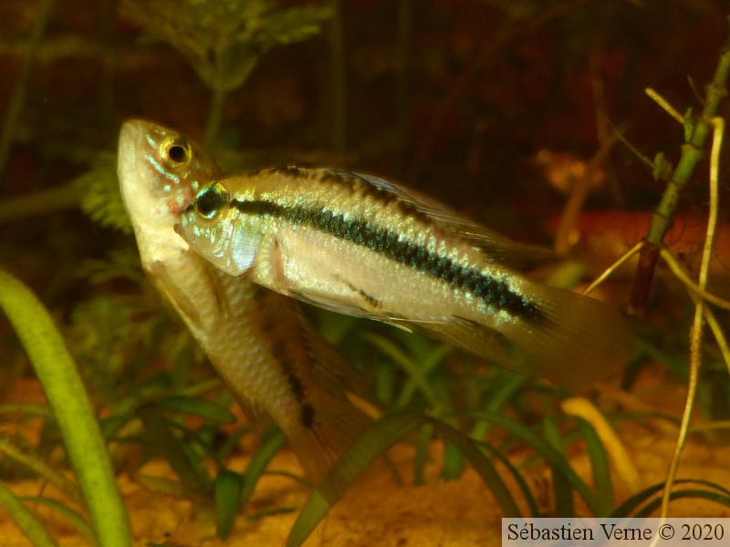 Apistogramma borelli "Paraguay" mâle et Apistogramma trifasciata mâle