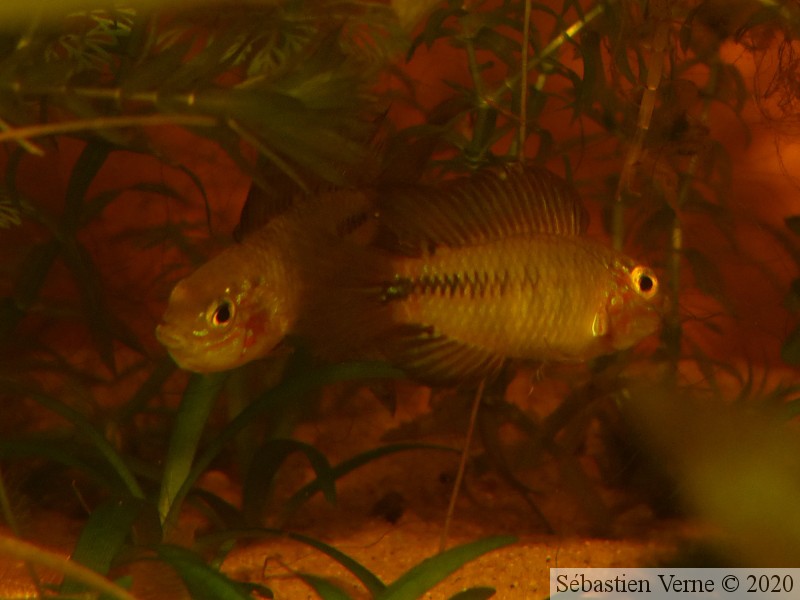 Apistogramma borelli "Paraguay" mâles